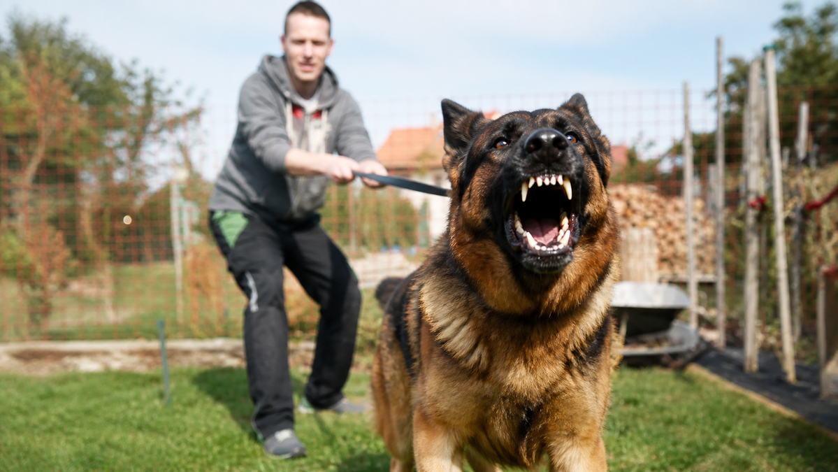 Perro agresivo sujetado con correa, representando lesiones personales por mordedura de perro